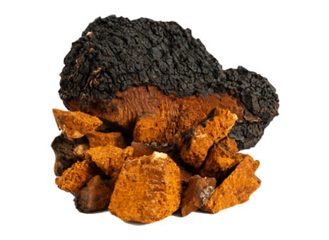 Chaga