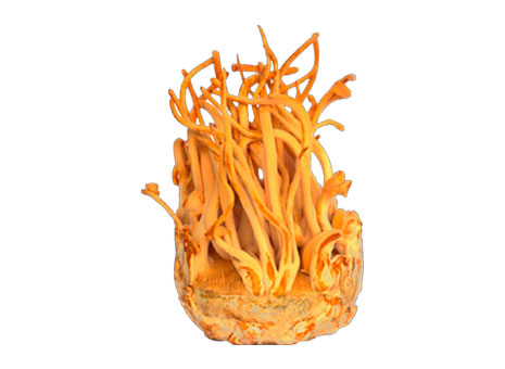 Cordyceps