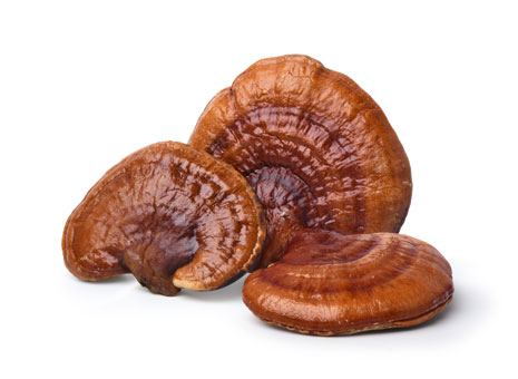 Reishi