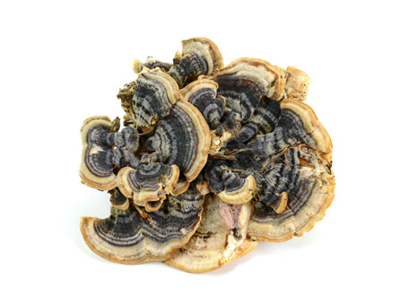 Turkey Tail