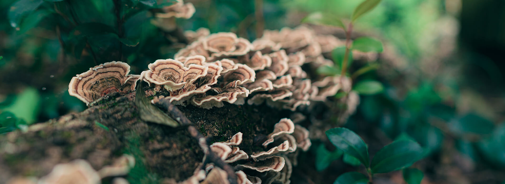 Turkey Tail Mushrooms